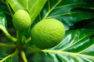 Under the Breadfruit Tree