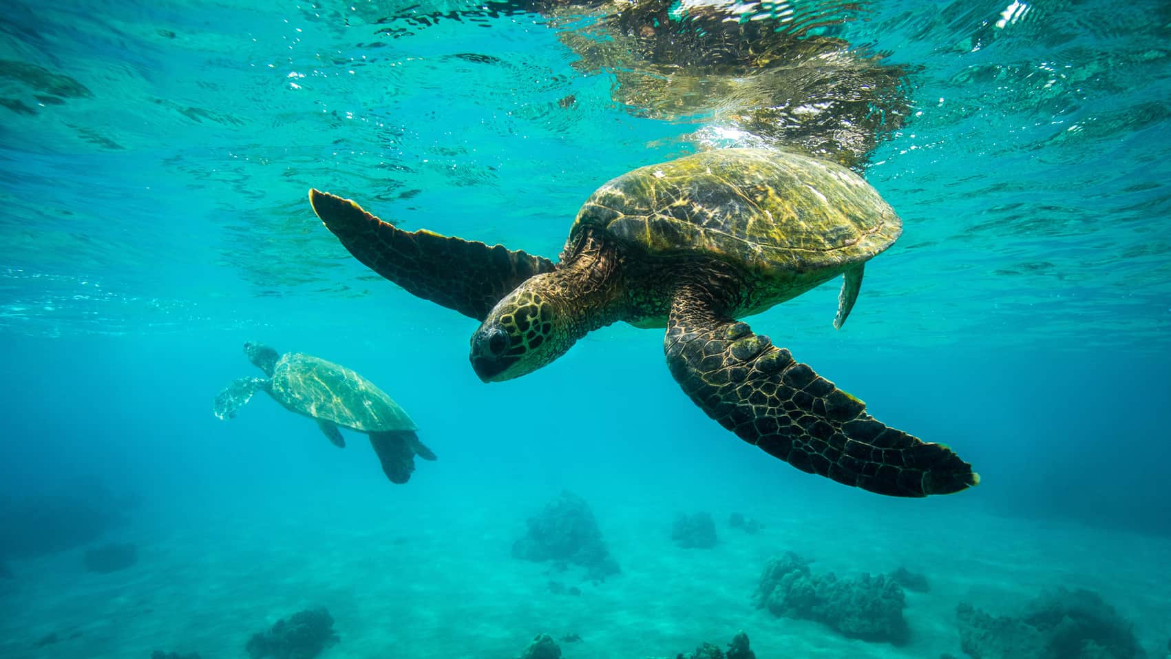 Four  Seasons  Resort Nevis and The Sea Turtle Conservacy Celebrate  20 Years of Sea Turtle  Conservation
