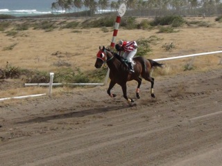 Horse Racing Mr. Big Pepe Makes It 10 In 10