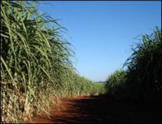 US accused of hypocrisy towards the Caribbean with sugar policy