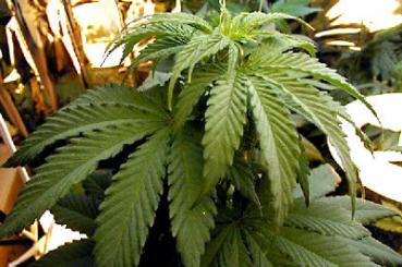 Jamaica government urged to legalise marijuana to improve economy