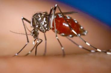 Barbados authorities report significant increase in dengue cases