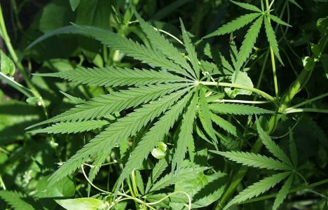 Call to legalise ganja resonates with CARICOM leaders