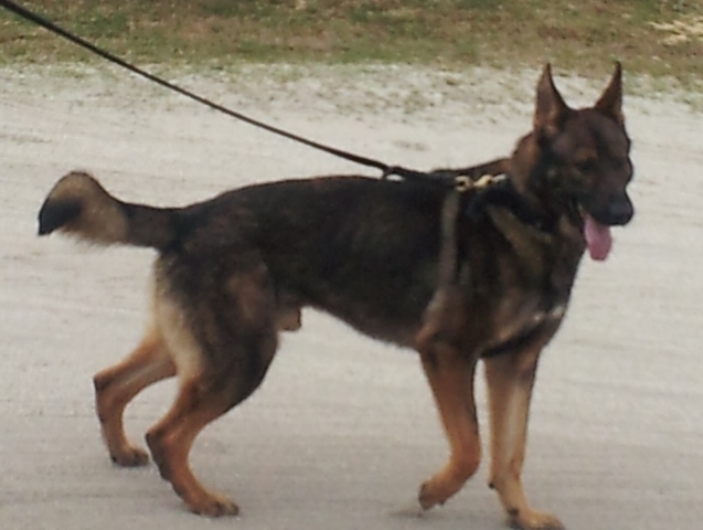 Police to Expand K-9 Unit