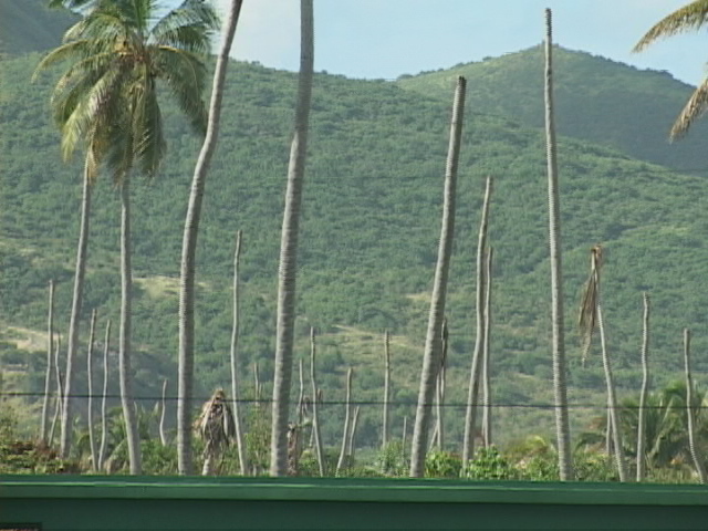 St. Kitts to replant 3,000 coconut trees to keep jelly water and craft makers in business
