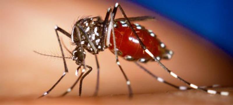 Ministry of Health confirms anticipated increase in chikungunya cases