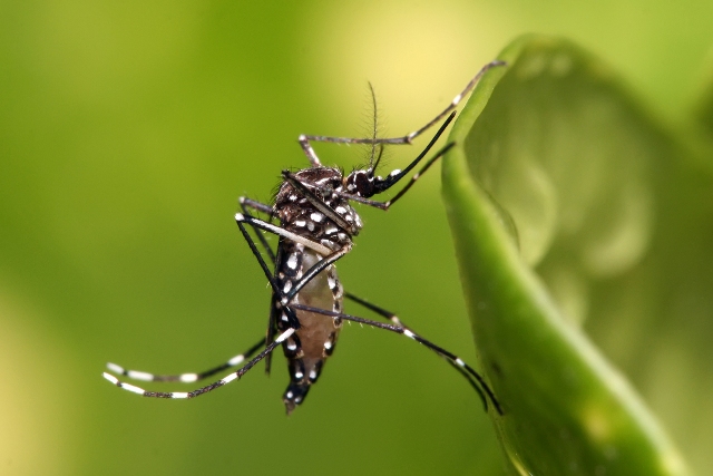 Nevis records first cases of Chikungunya fever