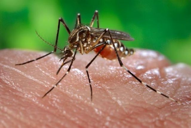 Trinidad latest Caribbean country to report cases of Chikunguyna virus