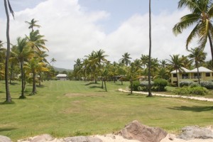 Nisbet Plantation Beach Club’s Coconut Walk from the beach with the Great House in the distance