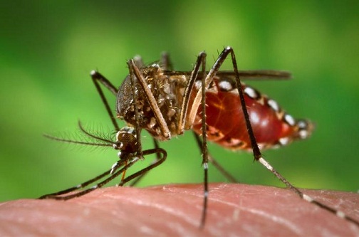 CARPHA warns full impact of chikungunya virus still to be felt in Caribbean