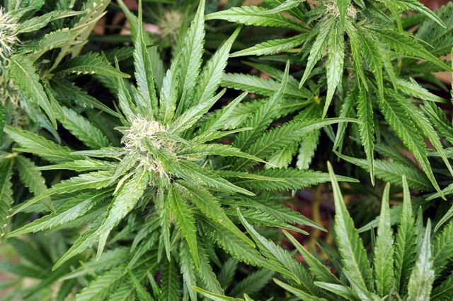 More ganja seized by police officers in Nevis