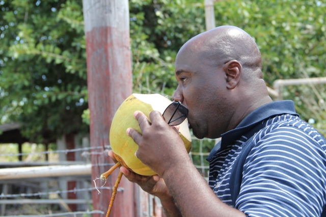 Nevis making strides in revitalising its coconut industry