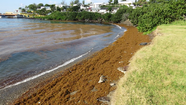 Seaweed buildup on Basseterre, Frigate  Bay shorelines