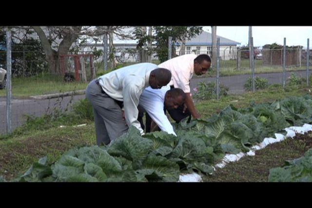 Nevis’ Department of Agriculture working to increase cabbage production