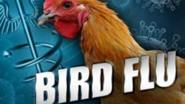 Experts warn Bird Flu Virus rapidly changing in largest ever outbreak