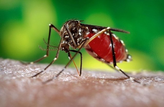 Mosquito-borne virus Zika threatens C’bean
