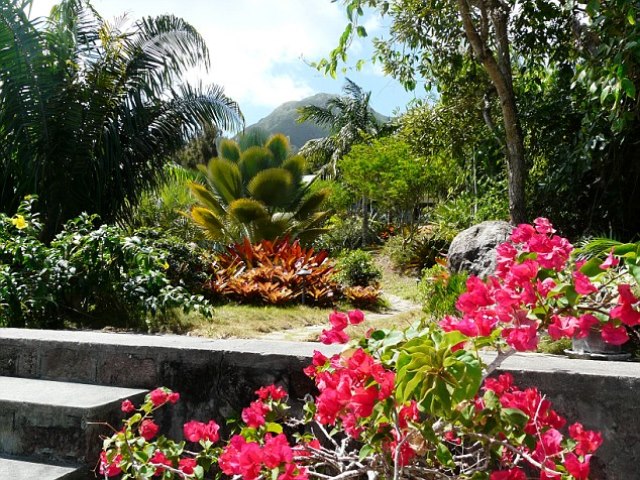 The-Caribbean-cure-stress-Five-hour-trek-nature-trail-Stonyhill-tiny-island-Nevis.