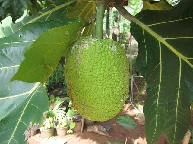 I tried a strange fruit some scientists think could solve world hunger