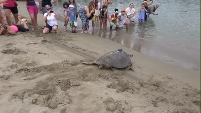 Hawksbill sea turtle Millie tagged on Nevis; released in Caribbean Sea