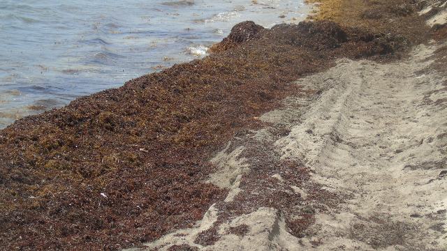 Unbearable Stench Affects St. James’