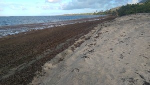 An Atlantic coast beach on Nevis affected by Sargassum seaweed