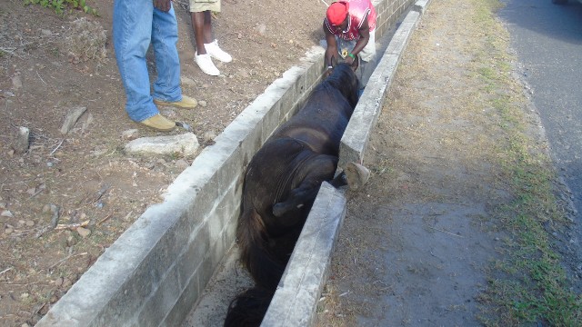 Horse stuck in drain