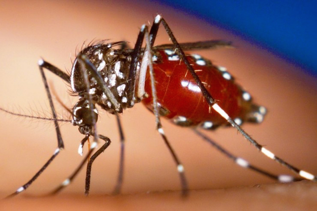 Woman loses vision after contracting chikungunya while vacationing in Grenada