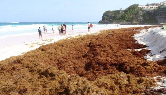 What You Need to Know about Sargassum Invading the Caribbean