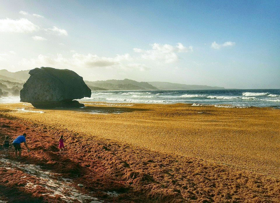 Statement By The Caribbean Tourism Organization On The Influx Of Sargassum Seaweed