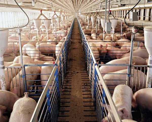 Minister Hamilton: Huge opportunity in pork industry