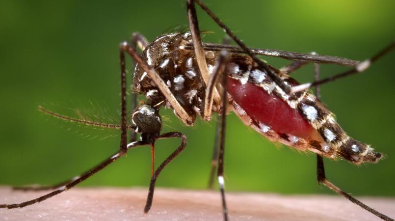 Zika Virus Reaches the Caribbean Community