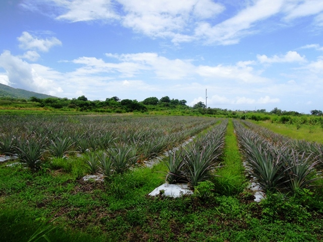 Farmers Encouraged to Re-register Farm Lands for Productivity Purposes
