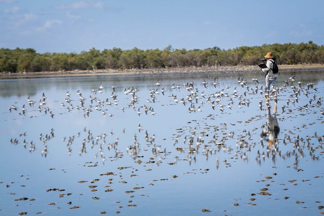 Seventh Annual Caribbean Waterbird Census a Huge Success‏