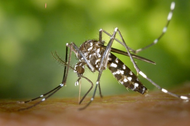 Dominica Confirms Its First Case Of Zika