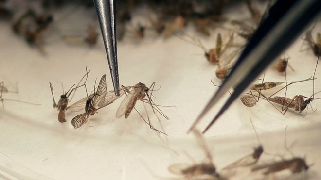 Zika virus: Sexual transmission ‘more common than thought’