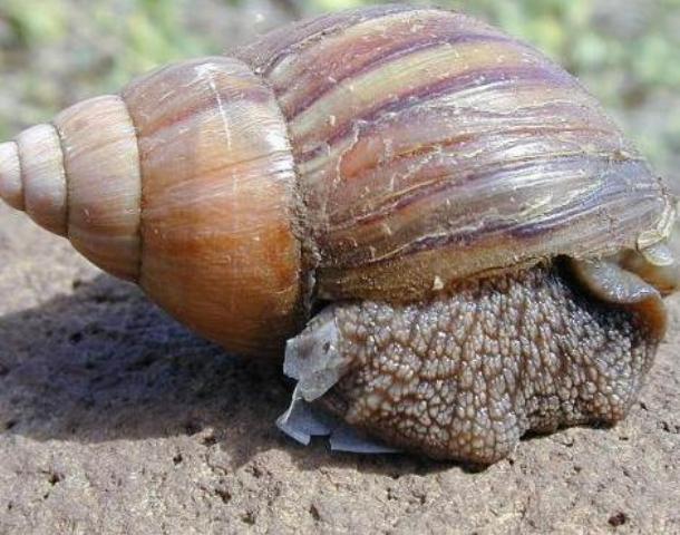 GIANT AFRICAN SNAIL AWARENESS