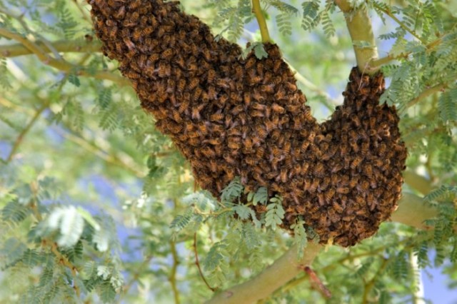 Guyanese Men Attacked By African Killer Bees, One Dead