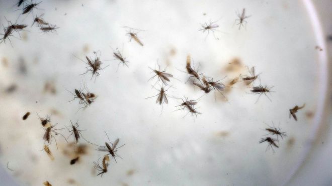 Study shows Zika ‘might cause’ Guillain-Barré syndrome