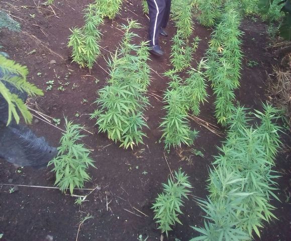 Marijuana Eradication Efforts Prove Fruitful