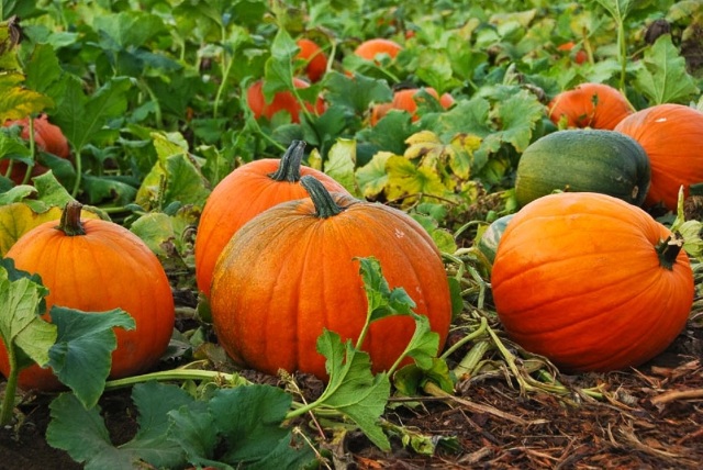 Pumpkin to be Showcased for Restaurant Week 2016