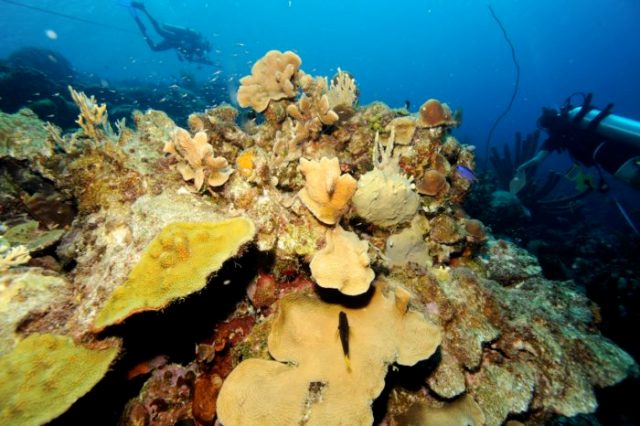 Coral Reef Tourism In Danger As Reefs Struggle To Adapt To Warming