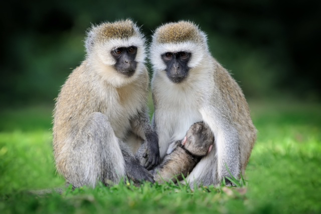 MINISTRY OF AGRICULTURE SET TO HOST SUMMIT TO ADDRESS MONKEY PROBLEMS