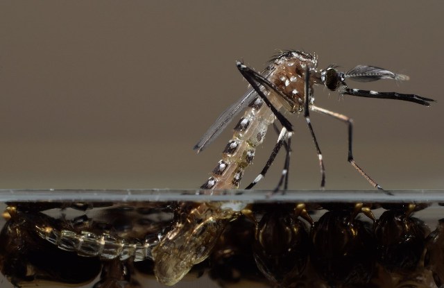 Puerto Rico Rejects Insecticide To Fight Zika Amid Protests