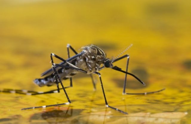 Puerto Rico Reports Elderly Victim Infected With Zika Dies