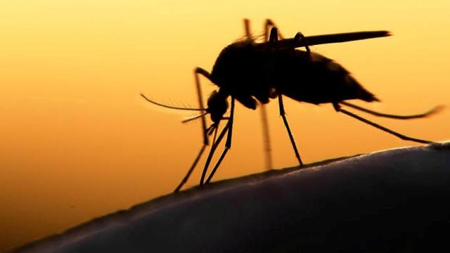 Chief Medical Officer Sheds Light on Health Hazards Posed by the Zika Virus