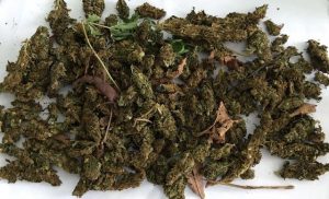 Marijuana found in Search 