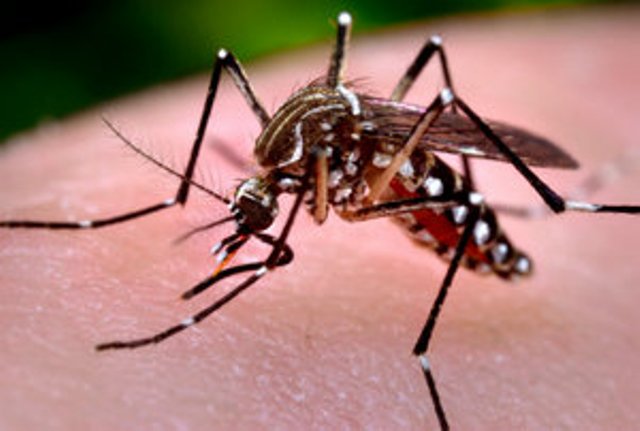 Health Ministry Provides Update On Mosquito Borne Diseases