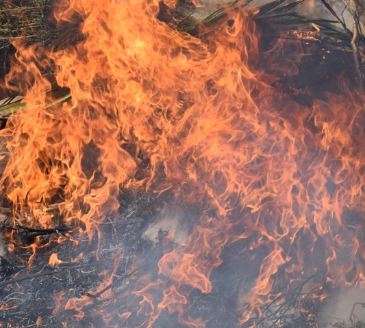 ‘Operation Safe Streets’ Sends a Lot of ‘Weed’ Up In Smoke