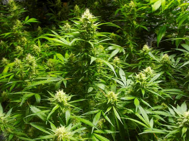 Members of the Royal St. Christopher and Nevis Police force have uprooted almost 14,000 cannabis plants in St. Kitts alone in one week