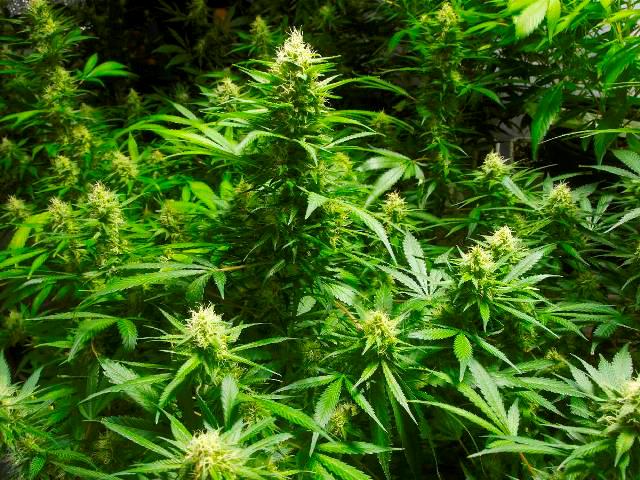 NRP to Host Forum on Marijuana‏